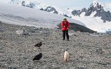 Pinguin mit Raubmöven