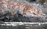 Pinguine auf Danco Island (2)
