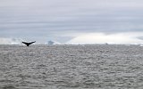 Wal in Charlotte Bay (3)