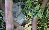 Featherdale Park Koala