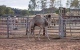 Alice Springs Kamelzucht