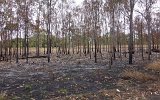 Tablelands verbrannter Wald