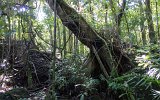 Daintree Mossman Gorge