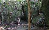 Daintree Mossman Gorge (2)