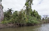 Daintree River