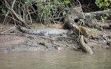 Daintree River Krokodil