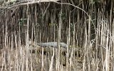 Daintree River Mangroven (2)