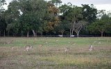 Cairns Känguruhs