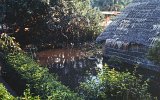 Bangkok Khlongs (9)