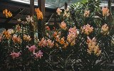 Singapur Orchid Garden