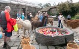 Cotopaxi Nationalpark Lamas