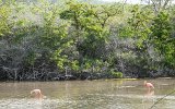 Floreana Punta Cormorant Flamingos