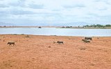 Tsavo Park Warzenschweine