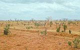 Tsavo Park Zebras