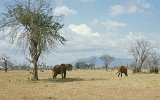 Tsavo Park Elefanten