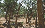 Tsavo Park Elefanten (2)