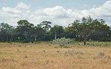 Tsavo Park Sekretärvögel