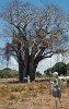 Baobab bei Malindi